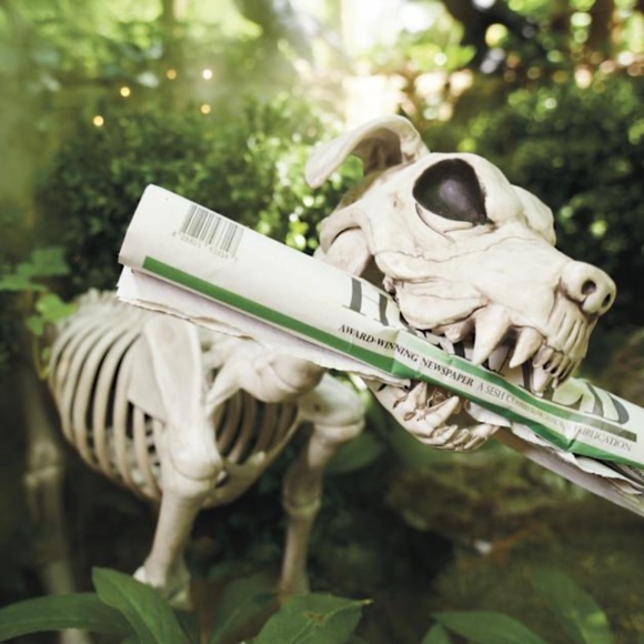 Grandin Road Shadow the Skeleton Dog on Leash large - Picture 3 of 9